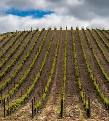 Rows of green vineyard