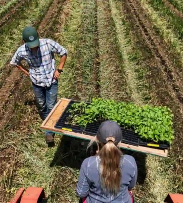 Farmers planting young saplings