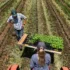 Farmers planting young saplings