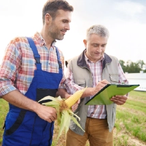 Frequently Asked Question Checking corn crop quality